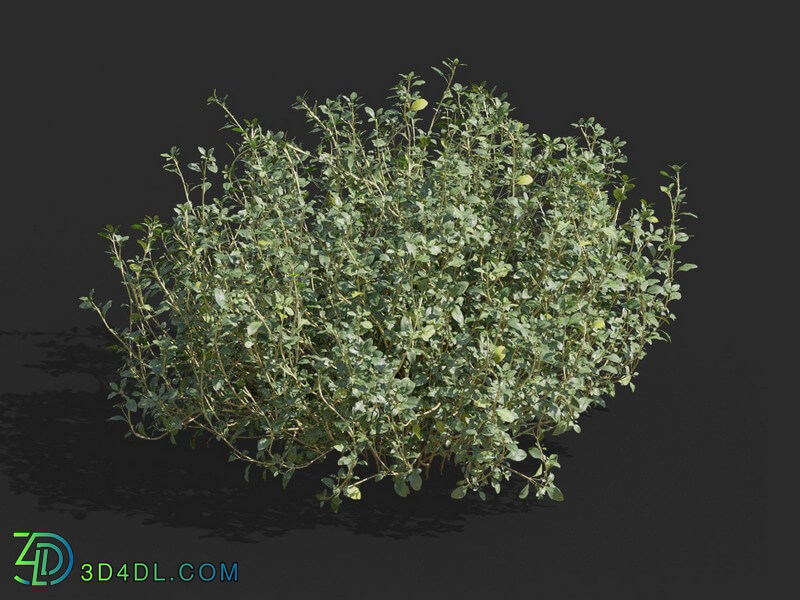 Maxtree-Plants Vol57 Thymus mongolicus 01 06