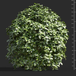 Maxtree-Plants Vol58 Aucuba japonica 01 01 