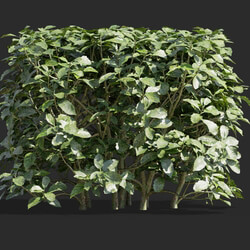 Maxtree-Plants Vol58 Aucuba japonica 01 05 