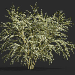 Maxtree-Plants Vol58 Berberis julianae 01 01 