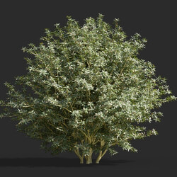 Maxtree-Plants Vol58 Berberis julianae 01 04 