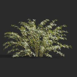 Maxtree-Plants Vol58 Berberis julianae 01 06 