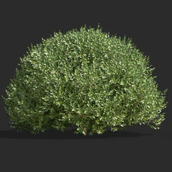 Maxtree-Plants Vol58 Buxus bodinieri 01 02 