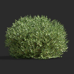 Maxtree-Plants Vol58 Buxus bodinieri 01 03 