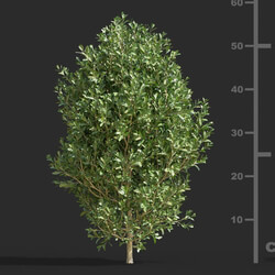 Maxtree-Plants Vol58 Buxus bodinieri 01 04 