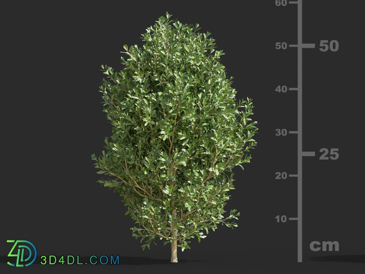 Maxtree-Plants Vol58 Buxus bodinieri 01 04