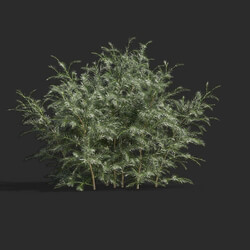 Maxtree-Plants Vol58 Cryptomeria fortunei 01 06 