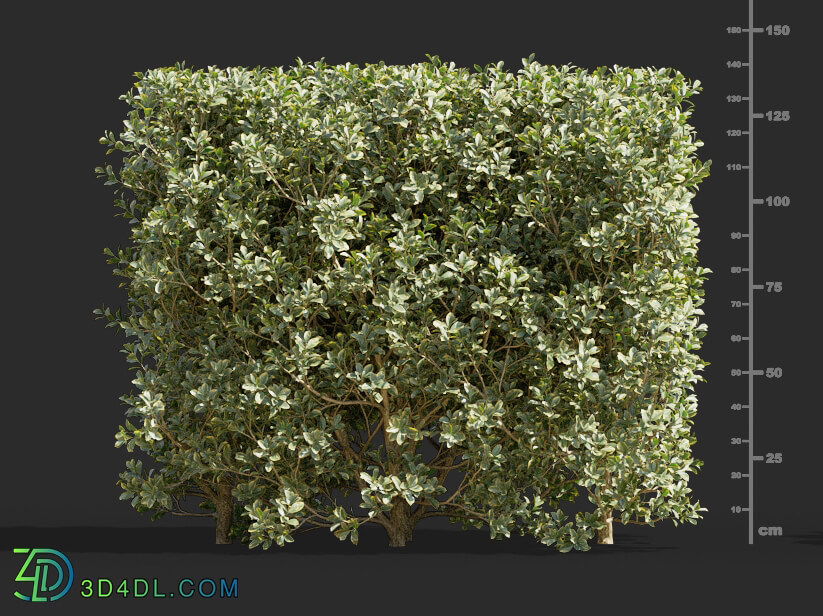 Maxtree-Plants Vol58 Euonymus japonicus 01 01