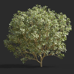 Maxtree-Plants Vol58 Euonymus japonicus 01 03 