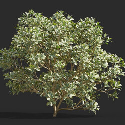 Maxtree-Plants Vol58 Euonymus japonicus 01 04 