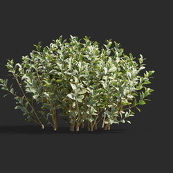Maxtree-Plants Vol58 Euonymus japonicus 01 06 