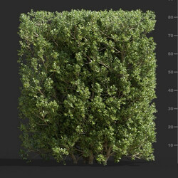Maxtree-Plants Vol58 Ilex crenata 01 02 