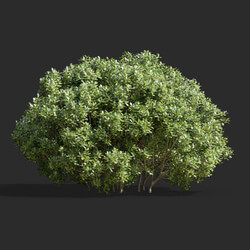 Maxtree-Plants Vol58 Ilex crenata 01 03 