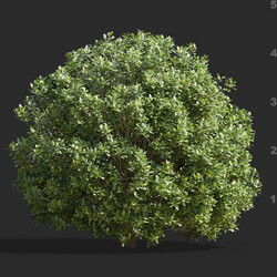 Maxtree-Plants Vol58 Ilex crenata 01 04 