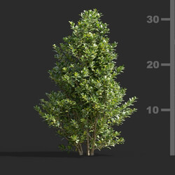 Maxtree-Plants Vol58 Ilex crenata 01 05 