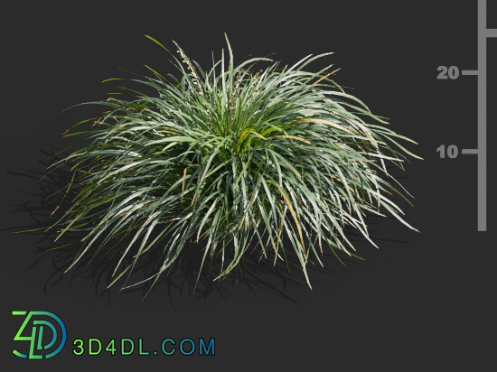 Maxtree-Plants Vol58 Ophiopogon japonicus 01 01