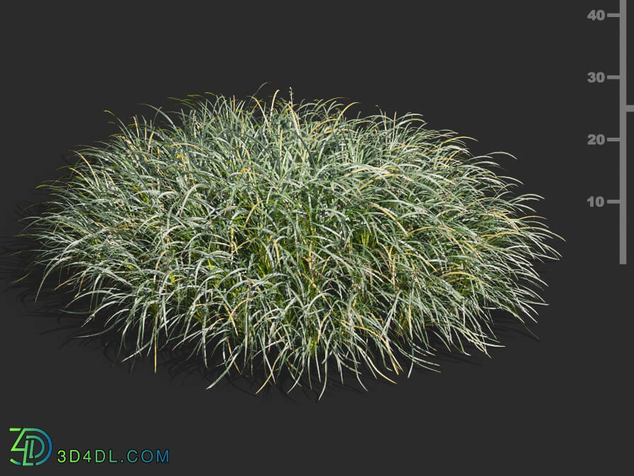 Maxtree-Plants Vol58 Ophiopogon japonicus 01 03