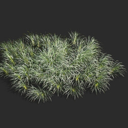 Maxtree-Plants Vol58 Ophiopogon japonicus 01 06 