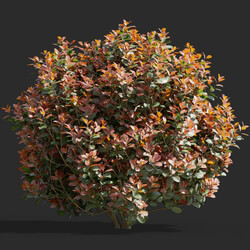 Maxtree-Plants Vol58 Photinia fraseri 01 03 