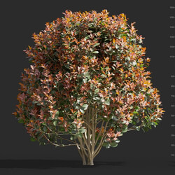 Maxtree-Plants Vol58 Photinia fraseri 01 04 