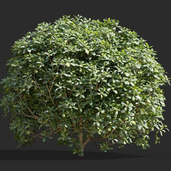 Maxtree-Plants Vol58 Pittosporum glabratum 01 02 