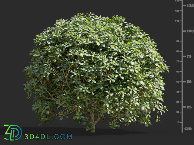 Maxtree-Plants Vol58 Pittosporum glabratum 01 02