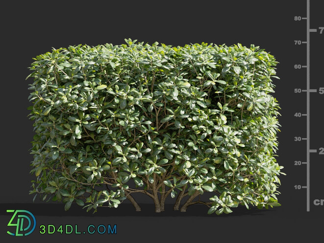 Maxtree-Plants Vol58 Pittosporum glabratum 01 05