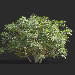 Maxtree-Plants Vol58 Pittosporum glabratum 01 06 