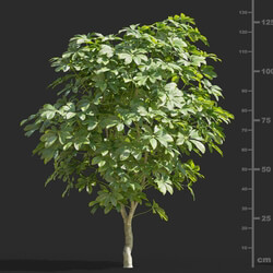 Maxtree-Plants Vol58 Schefflera actinophylla 01 01 