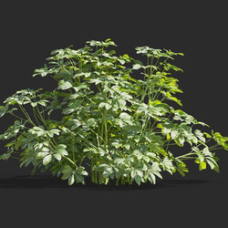 Maxtree-Plants Vol58 Schefflera actinophylla 01 03 