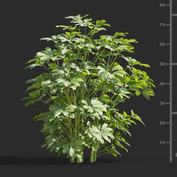 Maxtree-Plants Vol58 Schefflera actinophylla 01 04 