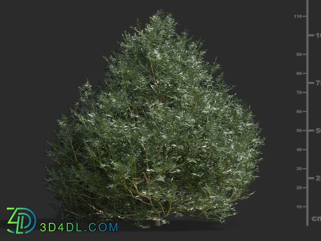 Maxtree-Plants Vol58 Taxus chinensis 01 03