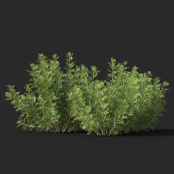 Maxtree-Plants Vol60 Artemisia abrotanum 01 01 