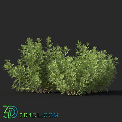 Maxtree-Plants Vol60 Artemisia abrotanum 01 01