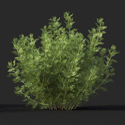 Maxtree-Plants Vol60 Artemisia abrotanum 01 02 