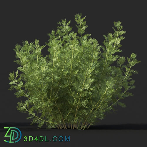 Maxtree-Plants Vol60 Artemisia abrotanum 01 02