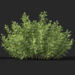 Maxtree-Plants Vol60 Artemisia abrotanum 01 03 
