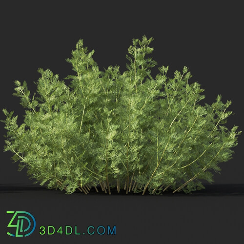 Maxtree-Plants Vol60 Artemisia abrotanum 01 03