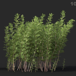 Maxtree-Plants Vol60 Artemisia abrotanum 01 06 