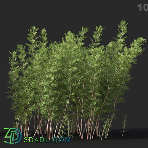 Maxtree-Plants Vol60 Artemisia abrotanum 01 06