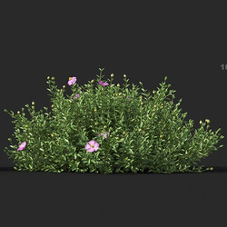 Maxtree-Plants Vol60 Cistus incanus 01 06 
