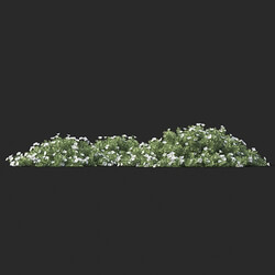Maxtree-Plants Vol60 Convolvulus cneorum 01 04 