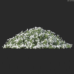 Maxtree-Plants Vol60 Convolvulus cneorum 01 06 