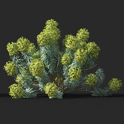 Maxtree-Plants Vol60 Euphorbia characias 01 05 