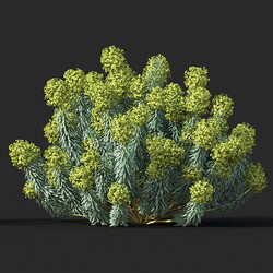 Maxtree-Plants Vol60 Euphorbia characias 01 06 