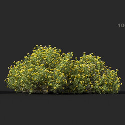 Maxtree-Plants Vol60 Genista hispanica 01 06 