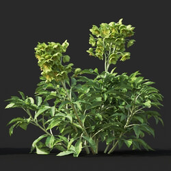 Maxtree-Plants Vol60 Helleborus argutifolius 01 05 