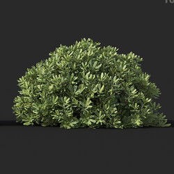 Maxtree-Plants Vol60 Pittosporum tobira 01 03 