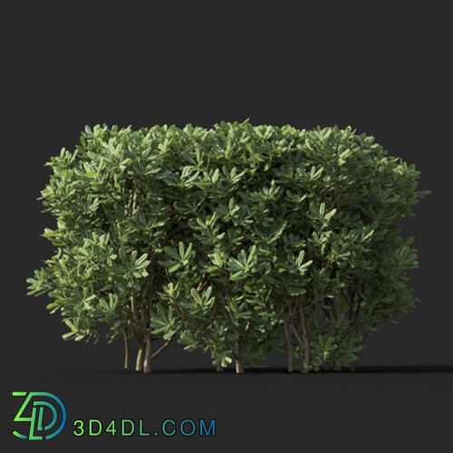 Maxtree-Plants Vol60 Pittosporum tobira 01 04