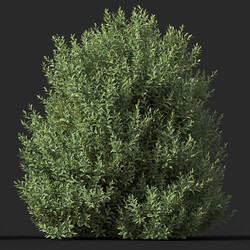 Maxtree-Plants Vol60 Prunus lusitanica 01 02 